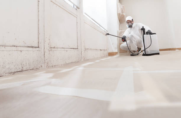 24/7 Emergency Attic Mold Removal experts in Algonquin, IL