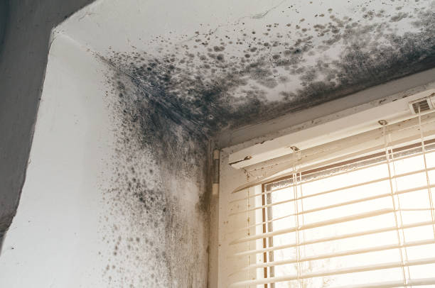 Affordable Attic Mold Removal solutions in Algonquin, IL