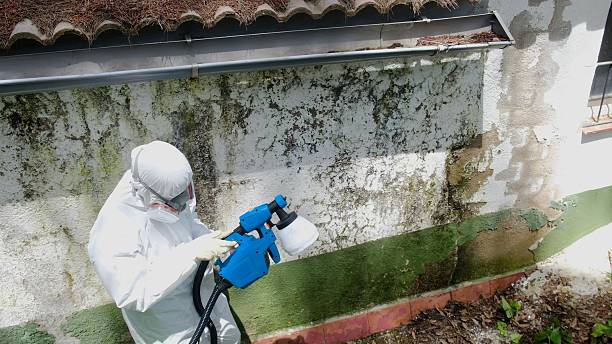 Top rated local Attic Mold Removal specialists in Algonquin, IL